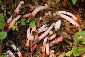 Attēlu rezultāti vaicājumam “Mutinus ravenelii”