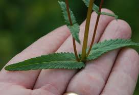 Attēlu rezultāti vaicājumam “Rhinanthus serotinus leaf”