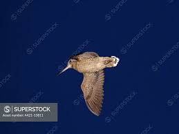 Attēlu rezultāti vaicājumam “Scolopax rusticola”