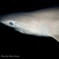 Image result for Hexanchus griseus