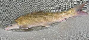 Image result for Cycleptus elongatus