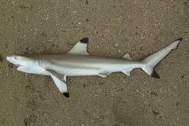 Image result for Carcharhinus melanopterus