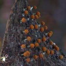 Attēlu rezultāti vaicājumam “Physarum melleum macro”