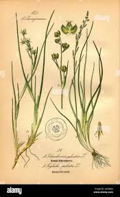 Attēlu rezultāti vaicājumam “Juncaginaceae”