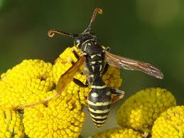 Attēlu rezultāti vaicājumam “Polistes nimpha”