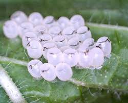 Attēlu rezultāti vaicājumam “Pentatomidae eggs”
