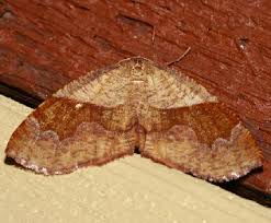 Attēlu rezultāti vaicājumam “Plagodis pulveraria”