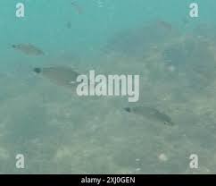 Image result for Oblada melanurus
