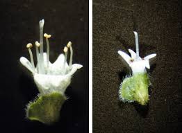 Attēlu rezultāti vaicājumam “Origanum majorana flower”