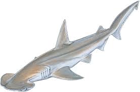 Image result for Sphyrna media