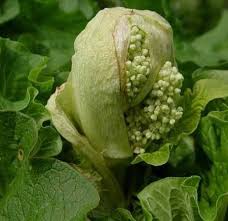 Attēlu rezultāti vaicājumam “Rheum rhabarbarum flower”