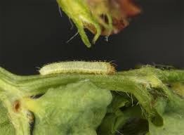 Attēlu rezultāti vaicājumam “Leptidea sinapis underside”