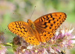 Attēlu rezultāti vaicājumam “Vacciniina optilete underside”