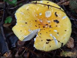 Attēlu rezultāti vaicājumam “Lamproderma debile”