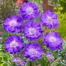 Image result for scabiosa caucasica