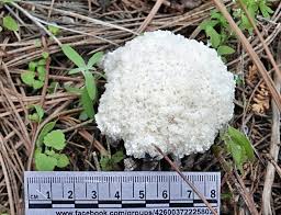 Attēlu rezultāti vaicājumam “Didymium sp.”