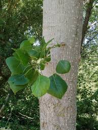 Attēlu rezultāti vaicājumam “Populus x canadensis”
