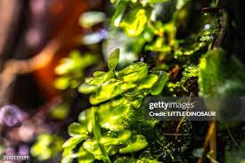 Attēlu rezultāti vaicājumam “Pseudobryum cinclidioides”