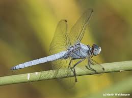 Attēlu rezultāti vaicājumam “Orthetrum brunneum”