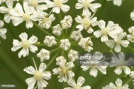 Attēlu rezultāti vaicājumam “Peucedanum palustre leaf”