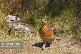 Attēlu rezultāti vaicājumam “Tetrao urogallus female”