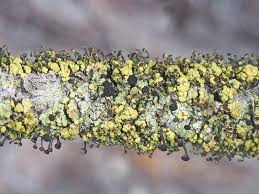 Attēlu rezultāti vaicājumam “Chaenotheca chrysocephala”