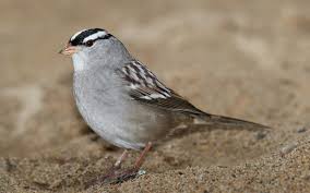 Image result for Zonotrichia leucophrys