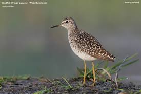 Attēlu rezultāti vaicājumam “Tringa glareola”