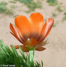 Image result for Adonis aestivalis