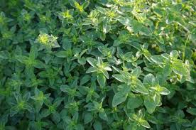 Image result for Origanum majorana