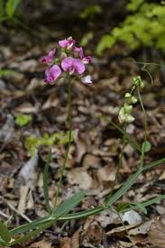 Attēlu rezultāti vaicājumam “Lathyrus sylvestris leaf”