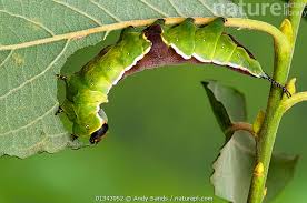 Attēlu rezultāti vaicājumam “Cerura vinula larva”