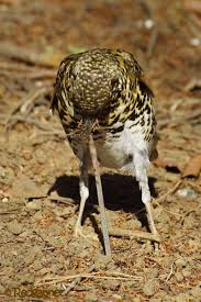 Image result for Zoothera dauma