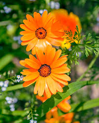 Image result for Dimorphotheca sinuata