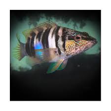 Image result for Serranus scriba