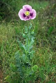 Attēlu rezultāti vaicājumam “Papaver somniferum flower”