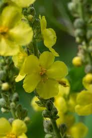 Attēlu rezultāti vaicājumam “Verbascum densiflorum bud”
