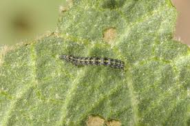 Attēlu rezultāti vaicājumam “Cucullia verbasci larva”