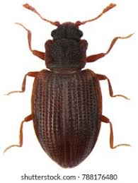 Attēlu rezultāti vaicājumam “Latridiidae”