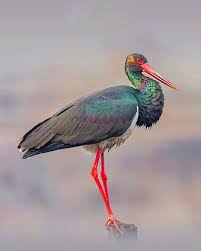 Attēlu rezultāti vaicājumam “Ciconia nigra adult”