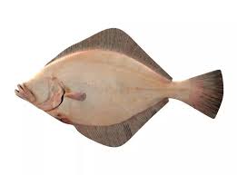 Image result for Pleuronectes platessa