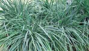 Attēlu rezultāti vaicājumam “Koeleria glauca leaf”