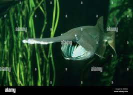 Image result for Polyodon spathula