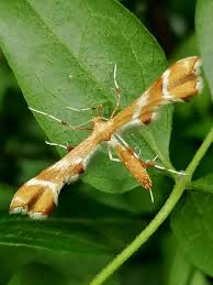 Attēlu rezultāti vaicājumam “Cnaemidophorus rhododactyla”