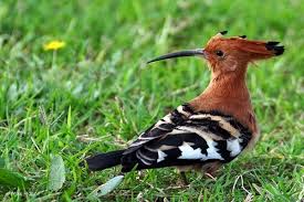 Image result for hoepoe