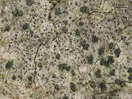 Attēlu rezultāti vaicājumam “Arthonia byssacea”