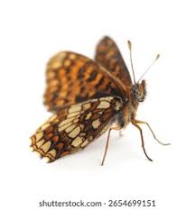 Attēlu rezultāti vaicājumam “Mellicta athalia underside”