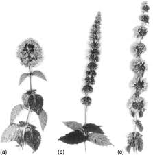 Image result for Menta x piperita