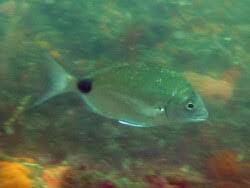 Image result for Diplodus capensis