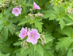 Attēlu rezultāti vaicājumam “Geranium sylvaticum flower”